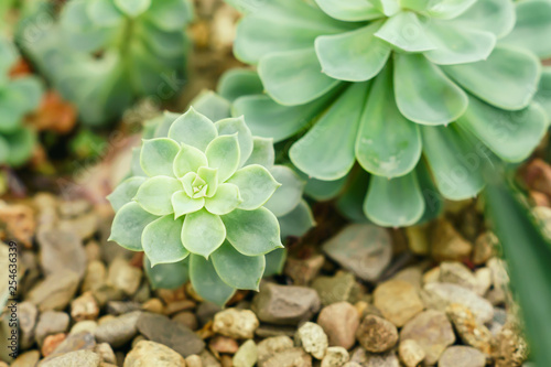close up of  rosetted echeveria, Succulents in desert botanical garden with sand stone pebbles background