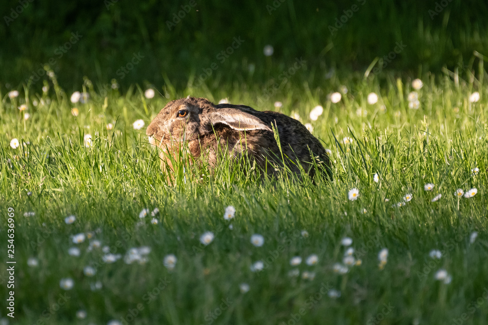 Obraz premium cute rabbit (jackrabbit/hare) sitting in grass surrounded by daisy flowers in sunlight