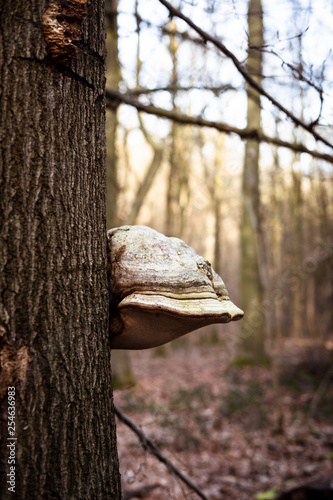old mushrooms on a tree in the forest during winter