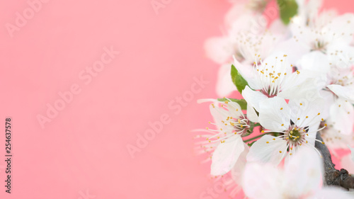 Spring background. Cherry Blossom trees, white Sakura flowers  and green leaves on coral pink background. Easter greeting card