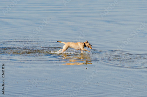 Red dog playing in the blue water. Shepherd dog Malinois running through the water