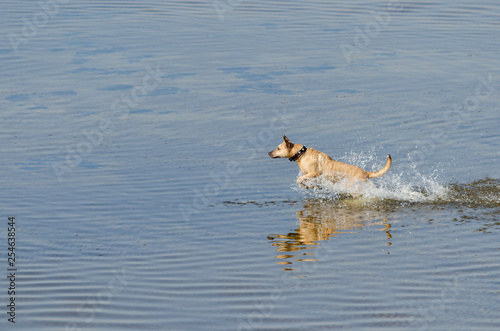 Red dog playing in the blue water. Shepherd dog Malinois running through the water. Swimming dog © studiomay
