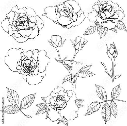 Wallpaper Mural Set of vector roses Torontodigital.ca
