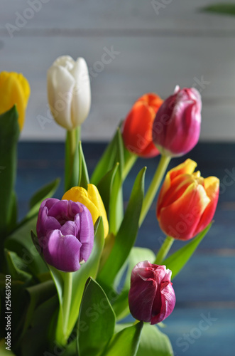 Colorful tulips on blue-white wooden background