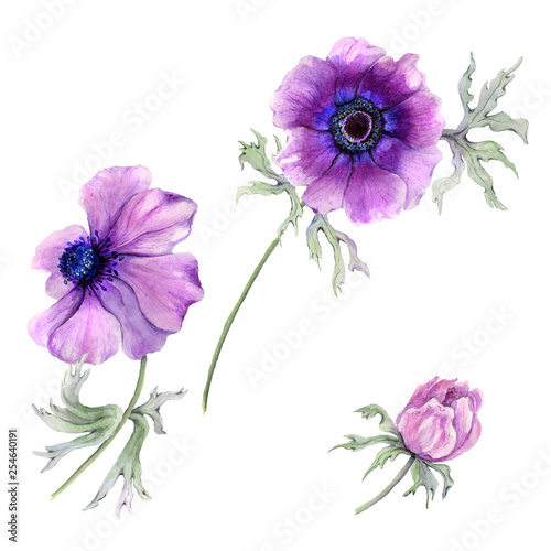 Beautiful anemone flower on a stem with green leaves. Pink and purple flower isolated on white background. Watercolor painting. © katiko2016