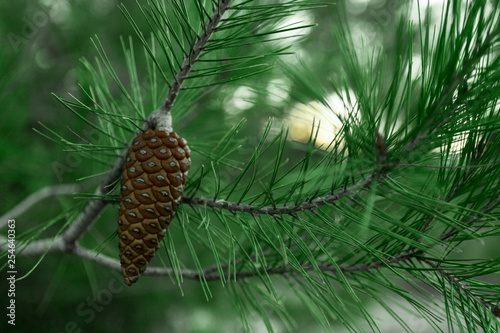 Natural pine cone and branches