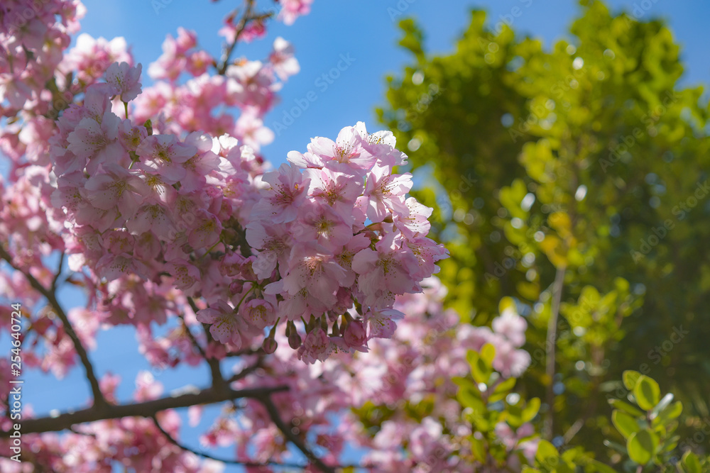 河津桜と青空 河津桜と青空