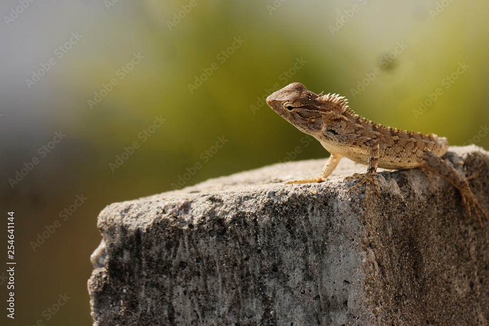 lizard on rock lizard on rock
