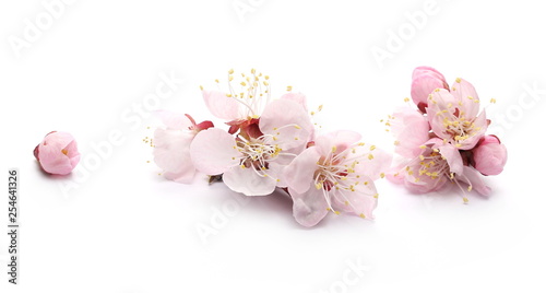 Blooming spring flowers isolated on white background