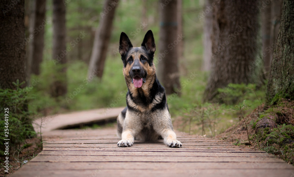Eastern European shepherd in the woods lying on a wooden path around the trees Eastern European shepherd in the woods lying on a wooden path around the trees
