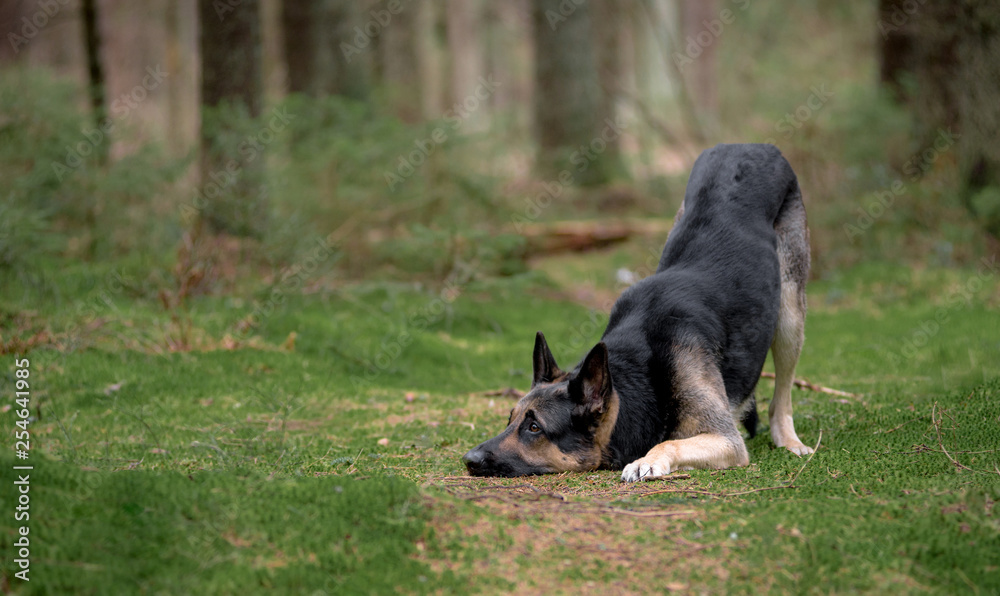 Eastern European shepherd in the woods on the moss doing the trick bow. Eastern European shepherd in the woods on the moss doing the trick bow.