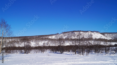 January, 26th, 2019 - winter forest in Vilyuchinsk city, Kamchatka Peninsula, Russia