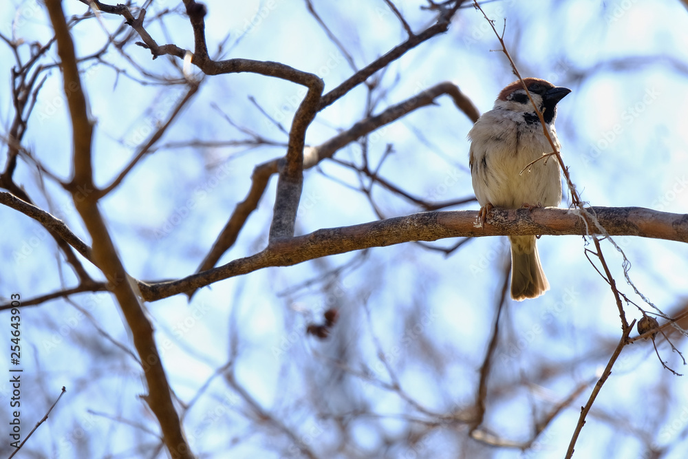 wild bird sparrow