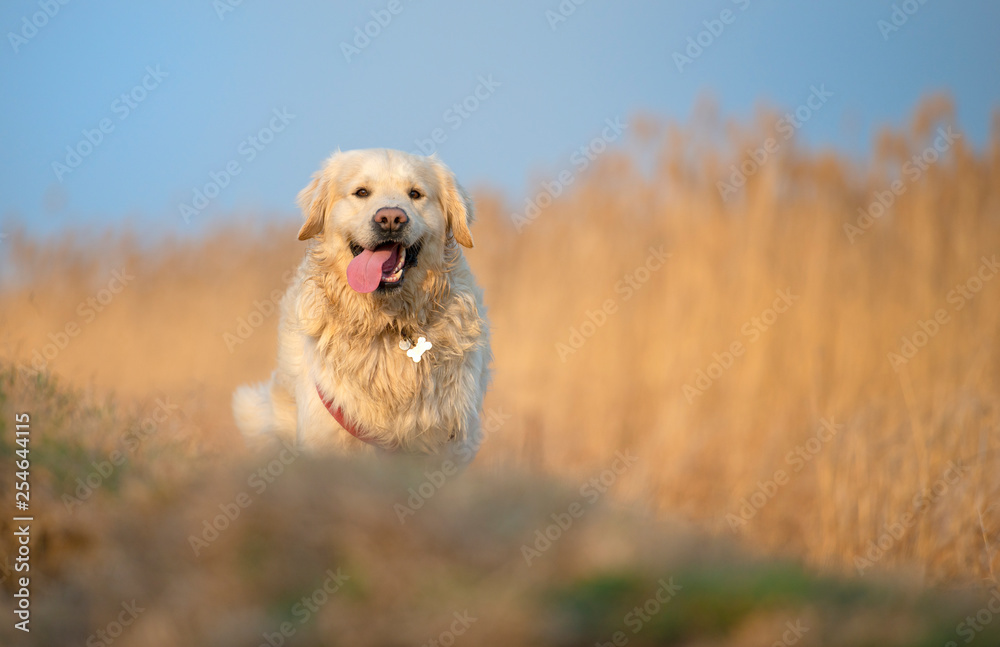 Beautifull golden retriever running an jumping Beautifull golden retriever running an jumping