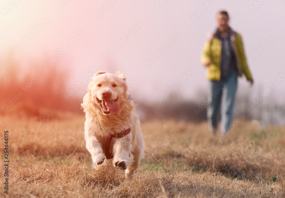 Golden retriever playing with his master in the field Golden retriever playing with his master in the field