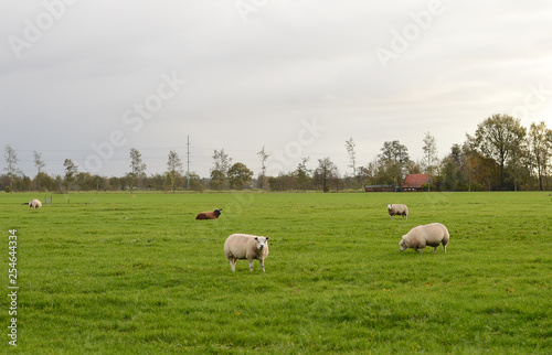 sheep on a green field