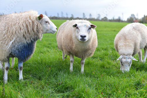 sheep on a green field