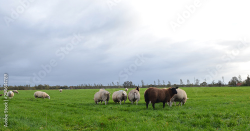 sheep on a green field © Ivan