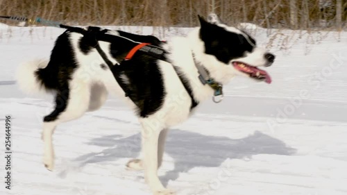 Sports races in sled dogs in Siberia photo