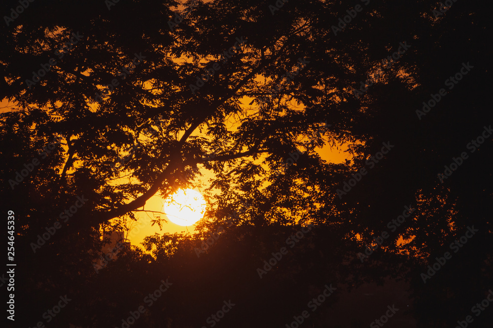 view on sunset through branches of trees
