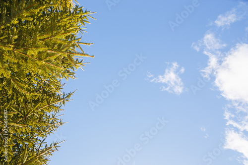 The branches of spruce against the blue sky