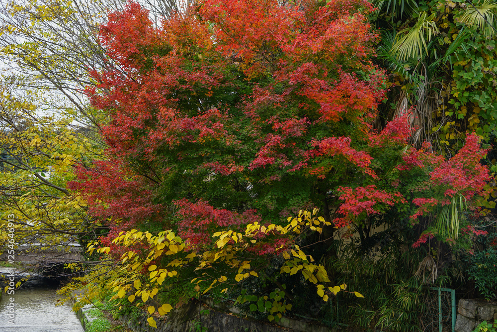 Autumn scenery of Kyoto, Japan Autumn scenery of Kyoto, Japan