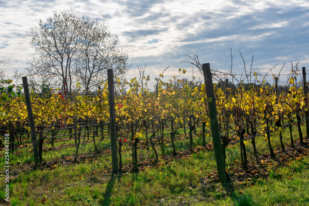 Vineyards near San Colombano al Lambro, Lombardy, Italy