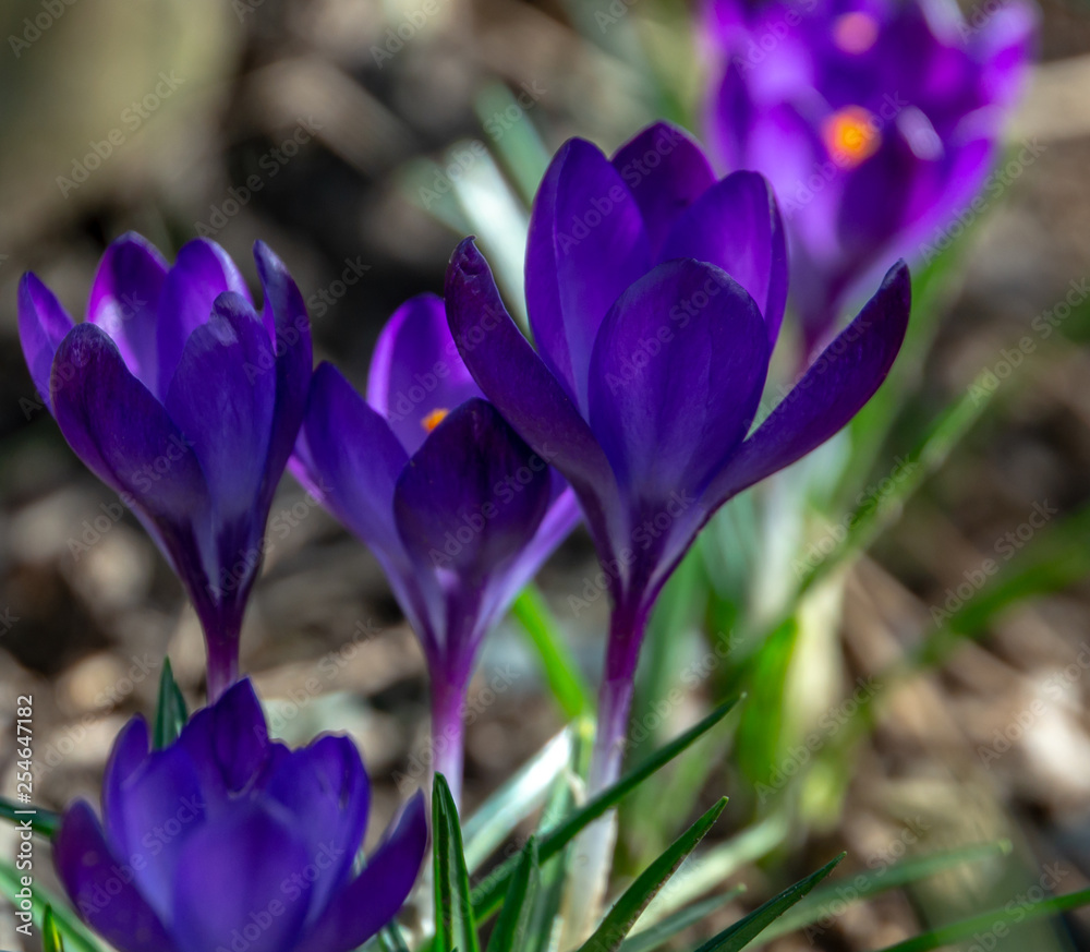 Deep blue or violet crocuses Ruby Giant on natural garden background. Soft selective focus. Spring theme for design. Deep blue or violet crocuses Ruby Giant on natural garden background. Soft selective focus. Spring theme for design.