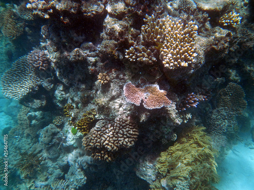 underwater, coral, Great, barrier, reef, Cairns, Australia