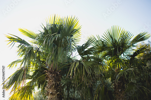 Palms in lights of sun