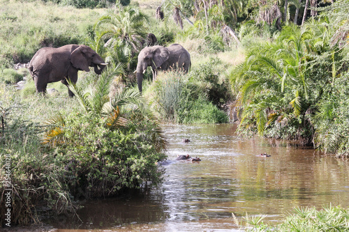 Two elephants on the shore of the pond, which is full of hippos. Tanzania.