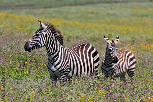 Zebra in serengeti national park tanzania africa