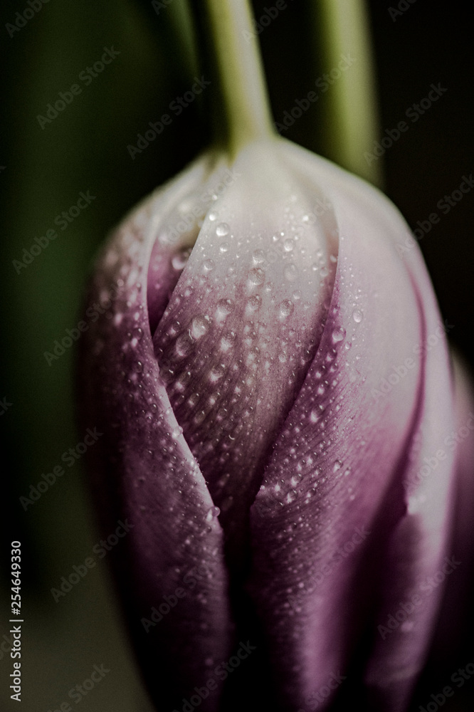 wet pink tulip flower macro photography wet pink tulip flower macro photography