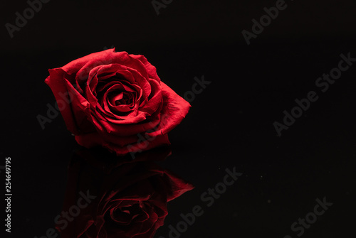 Rose. Flower. Head. Red. Reflected. Macro
