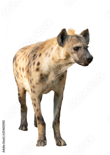 spotted hyena isolated © anankkml