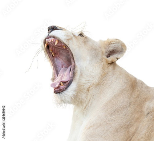 female white lion yawn isolated