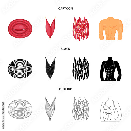 Vector illustration of fiber and muscular logo. Collection of fiber and body  stock vector illustration.