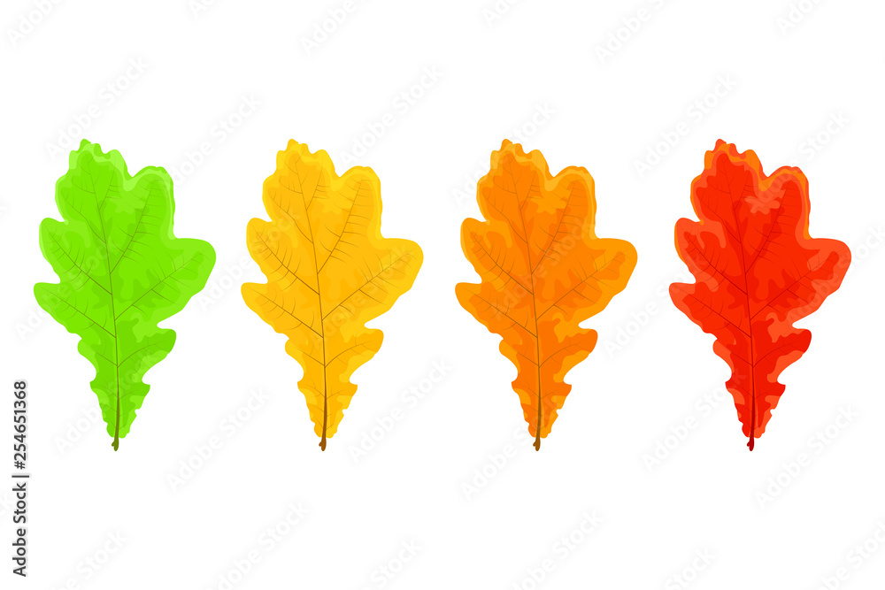 Fototapeta premium Four oak leaves
