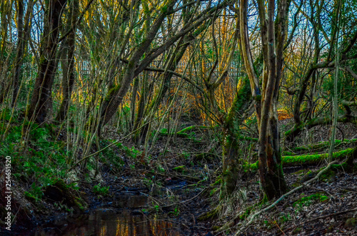 path in the forest