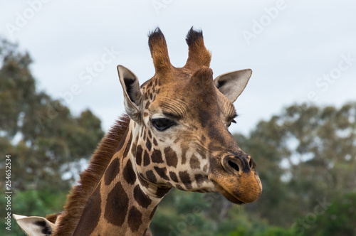 Portrait of a Rothschilds giraffe head © nilsversemann