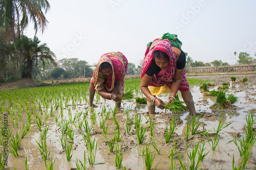 Rural women working in rice plantation