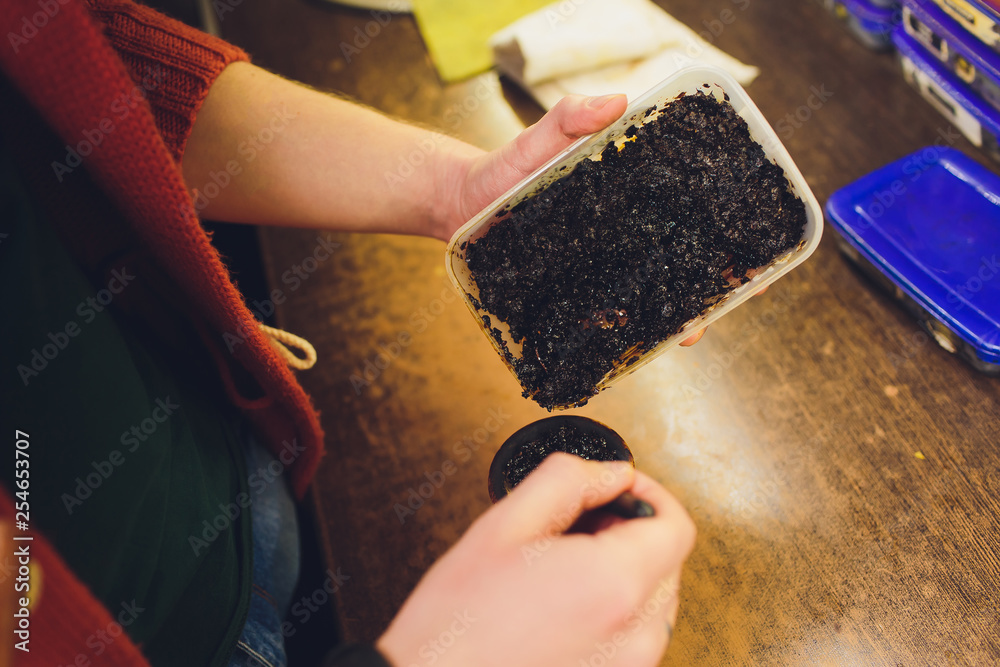 dry fruits for hookah. tobacco for hookah, knife. Stock Photo Adobe Stock
