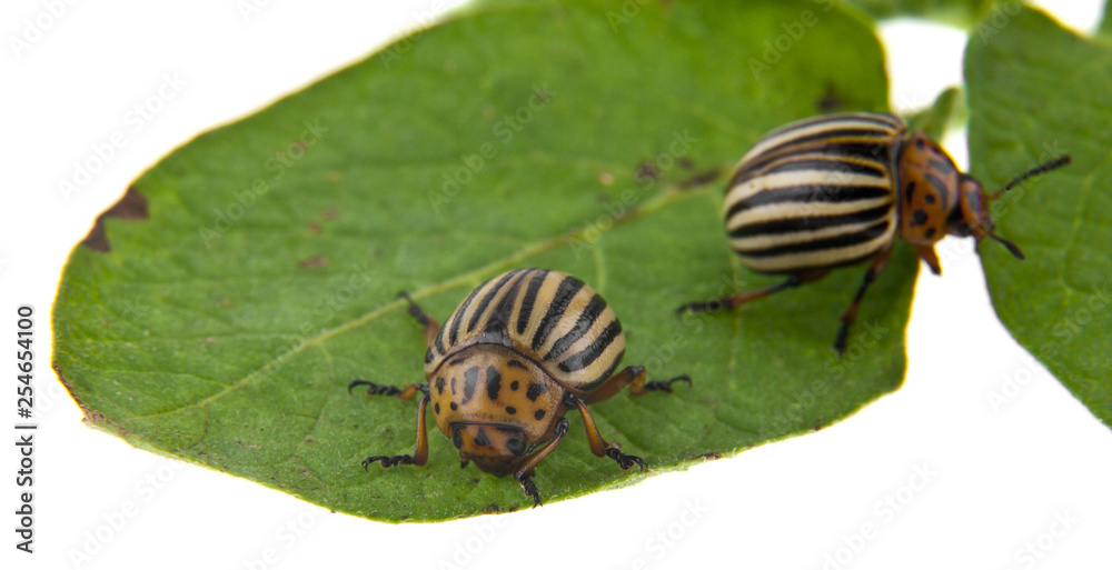 colorado potato beetle on green leaf isolated on white background colorado potato beetle on green leaf isolated on white background