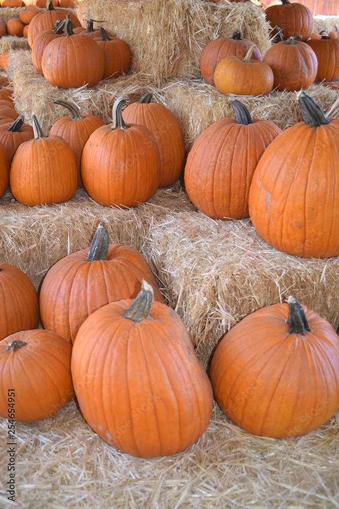 Arizona Autumn pumpkins, pumpkin field, gourdes, ghost pumpkin and squash