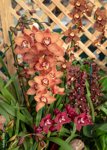 Multi-Colored Orchid Display