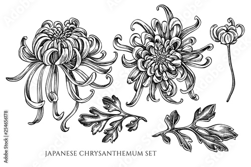 Vector collection of hand drawn black and white japanese chrysanthemum photo