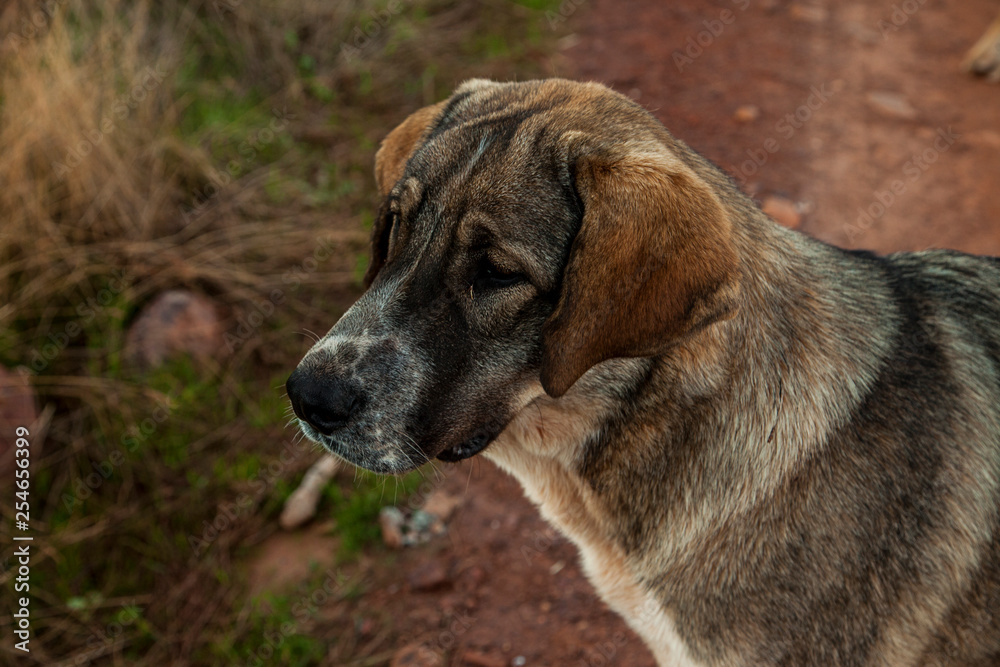 Spanish mastin breed dog Spanish mastin breed dog