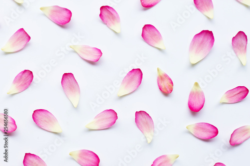 Lotus petals on white