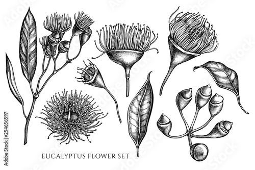 Vector collection of hand drawn black and white eucalyptus flower