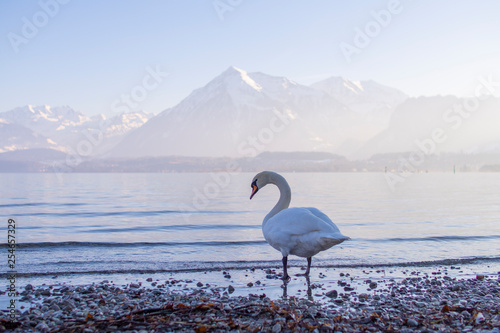 Swan on a background of mountains  Warm spring day